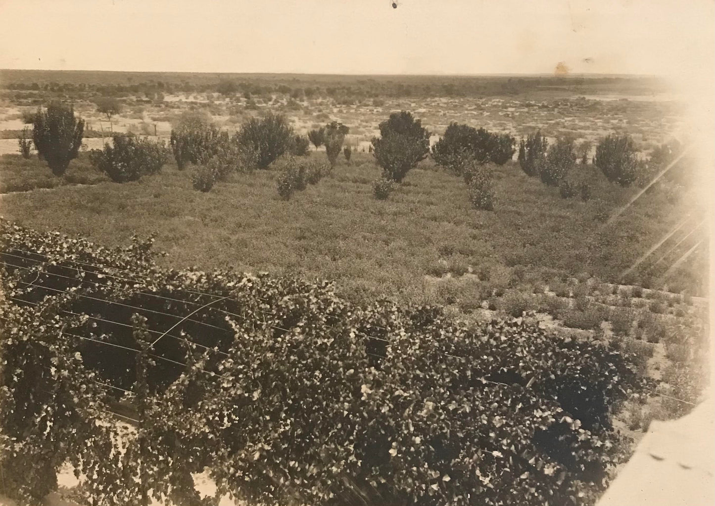 PC0021 - mounted photo - plantation on a farm in Swakop river / montiertes Foto - Bepflanzung auf einer Farm im Swakopfluss 