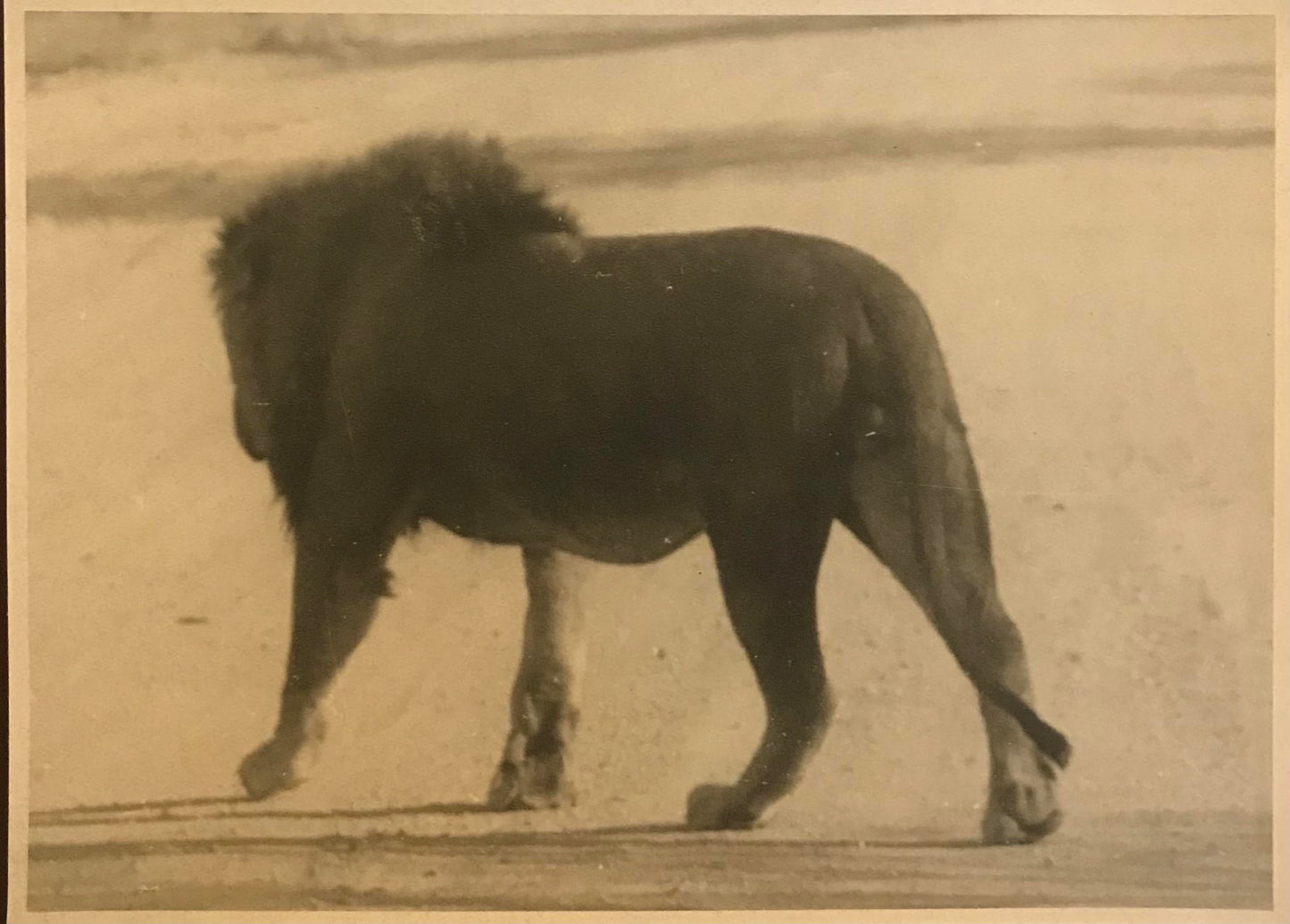 PC0026 - SWA - African lion - photo / SWA - Afrikanische Löwe - Foto -1930'er