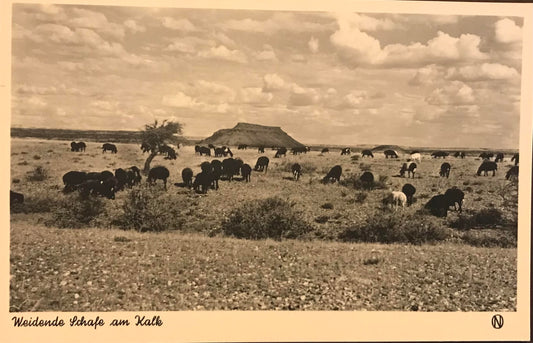 PC0031 SWA postcard - consecrating sheep at Kalk / SWA Postkarte - weihende Schafe am Kalk - Nr 804 Nitzsche Reiter