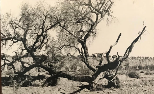 PC 0040 -  SWA postcard of tree in dry landscape / SWAPostkarte - Baum in karger Landschaft