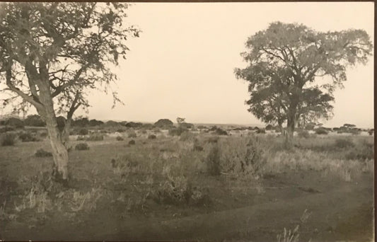 PC 0041 GSWA postcard - Kalahari / DSWA Postkarte - Kalahari