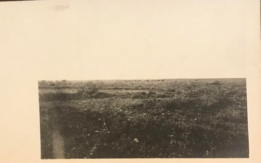 PC 0042 - GSWA Postcard - Wildebeest at Springbokfontein, Etosha pan 1913 / DSWA Postkarte - Gnus bei Springbokfontein, Etoscha 1913