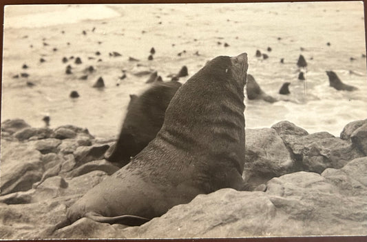 PC 0076 - SWA - male seal at Cape Cross  / SWA - male seal at Cape Cross
