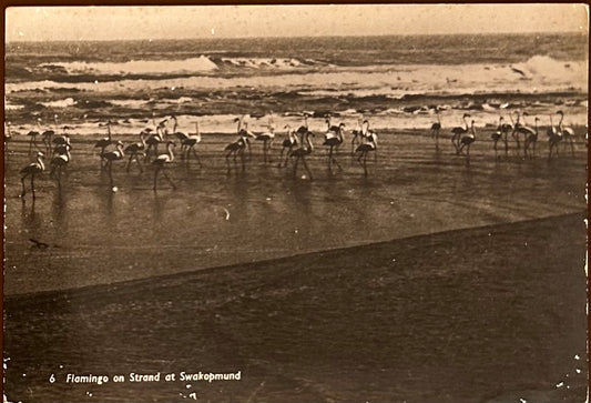 PC 0078 - SWA - Flamingo on Strand at Swakopmund / SWA - Flamingo am Swakopmunder Strand