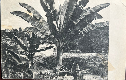 PC 0090 - SWA - Farm Gaub - Palmenplantage / SWA - Farm Gaub - palm tree plantation