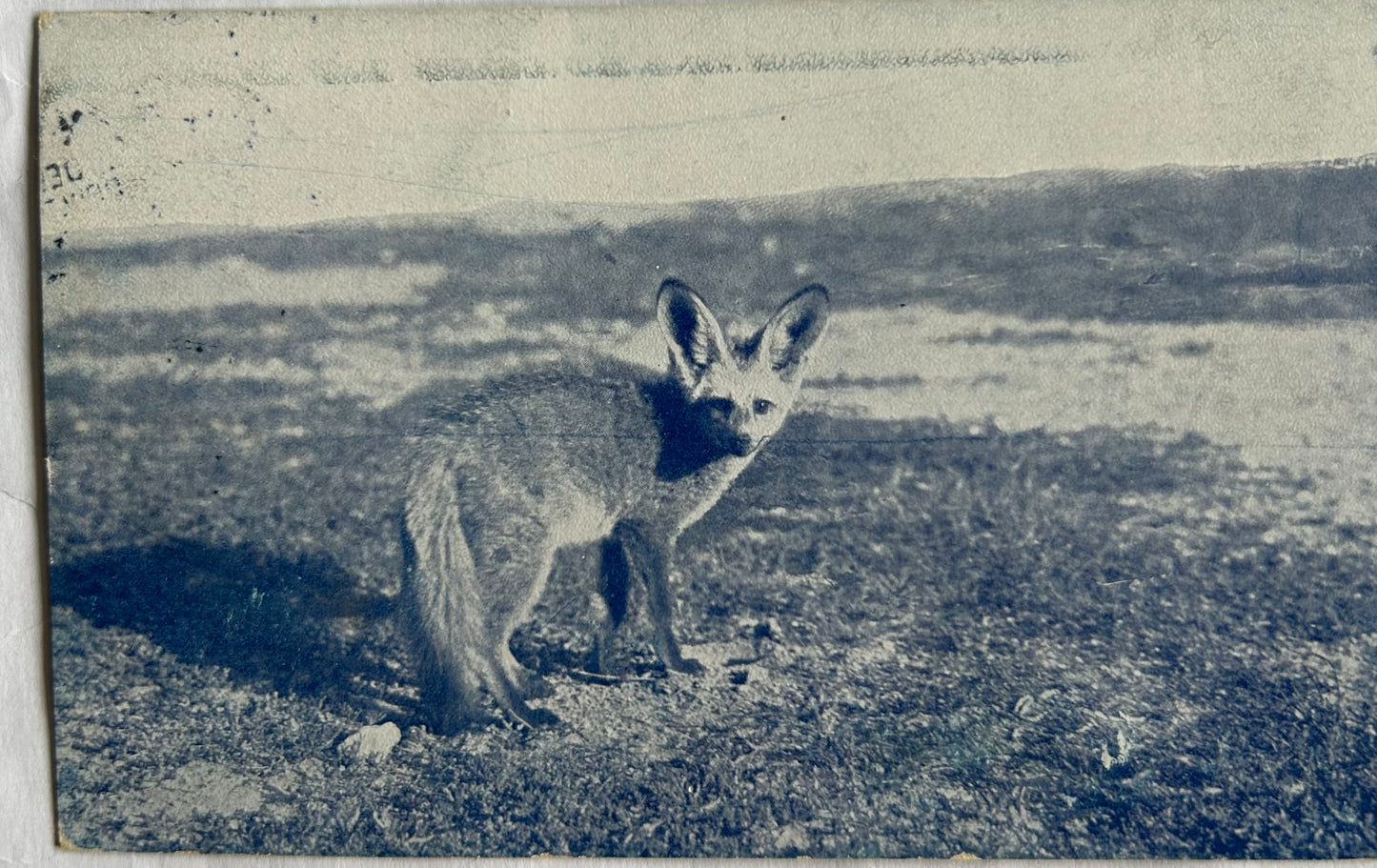 PC 0097 - DSWA - Löffelhund, Deutsch-Südwestafrika 1909 / GSWA - Jackal, German Southwestafrica 1909