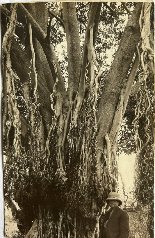 PC 0100 - DSWA - Affenbrotbaum, Mann mit Tropenhelm 1910 / GSWA - Baobab tree, man with pith helmet 1910