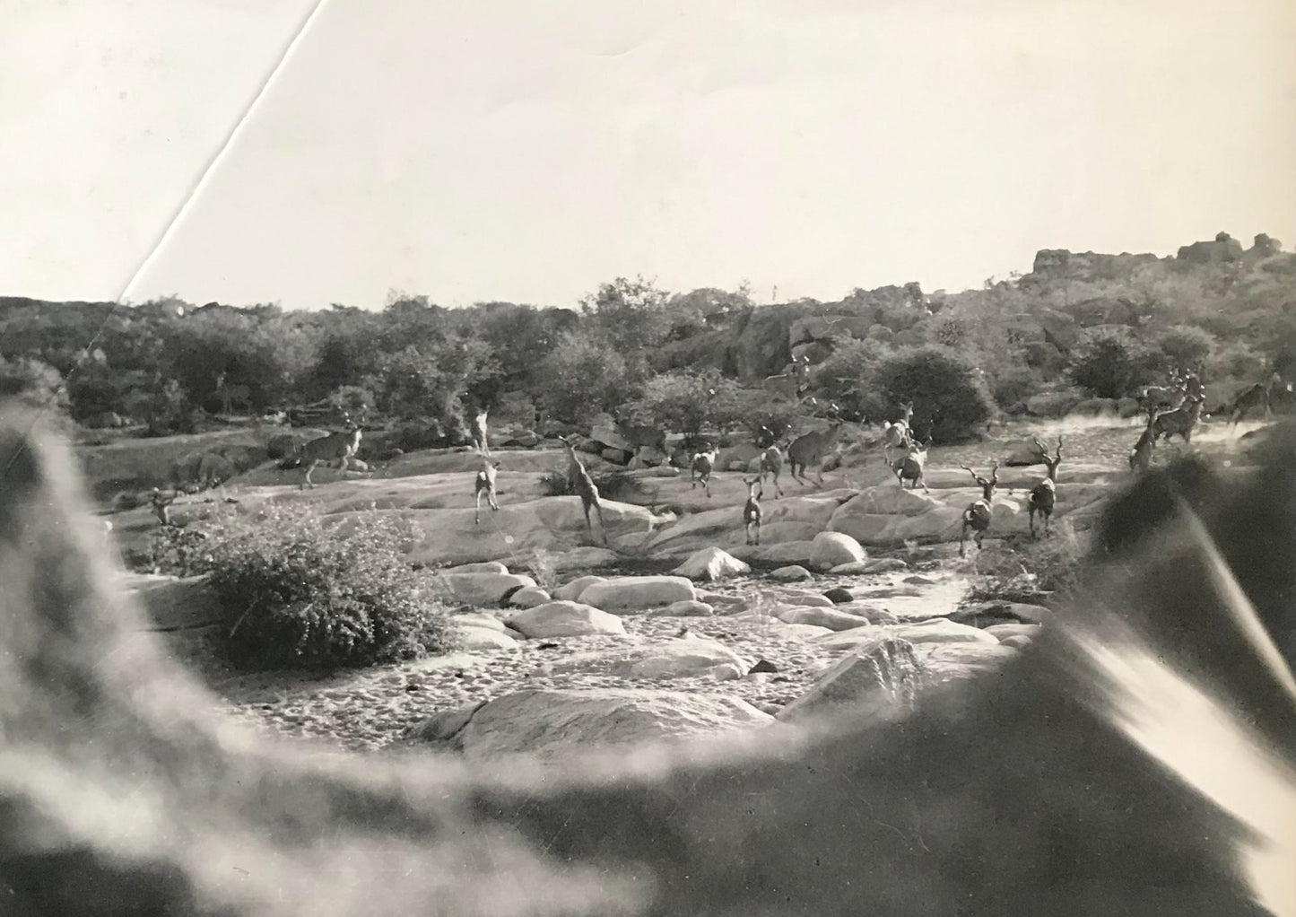 PC0126 - SWA - Photo of a herd of 20 Kudus / Foto einer Kuduherde