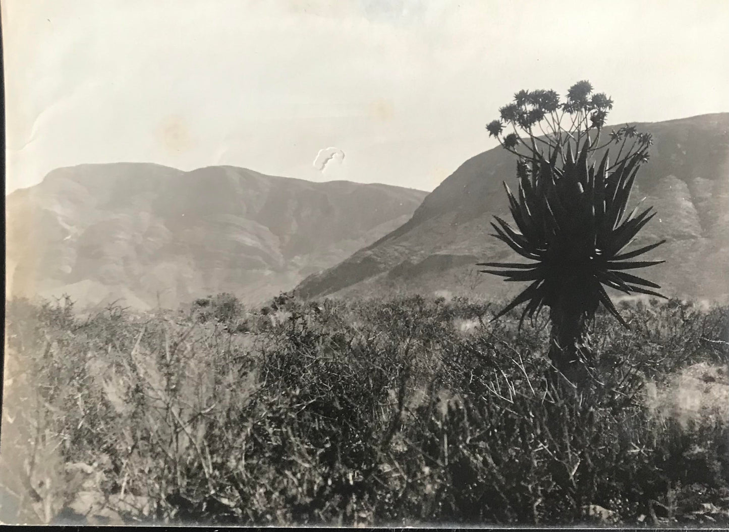 PC0139 - SWA - Aloes at Naukluft's mountains - 1930's / SWA - Aloen bei Nauklufter Bergen - 1930er