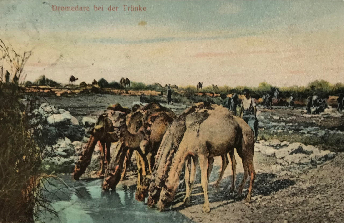 PC0191 - DSWA Postkarte - Dromedare bei der Tränke / DSWA postcard - Dromedaries at the watering place, F.Nink collection
