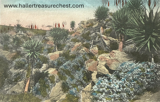 PC Nord-Süd 2.4. DSWA - Aloenwald / GSWA - forest of Aloe plants