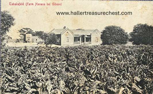 PC Nord-Süd 4.8. DSWA Tabaksfeld bei Gibeon /  GSWA Tabacco field at Gibeon