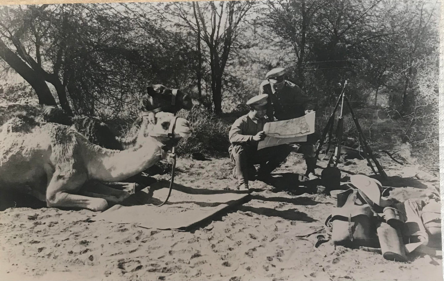 PC STR 1.1 DSWA Foto der Schutztruppe mit Kamelen beim Kartenlesen / GSWA Photo of Schutztruppe with Camels while studying the map