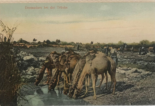 PC STR 1.3 postcard of the camels of the Schutztruppe / Postkarte der Kamele der Schutztruppe beim Tränken