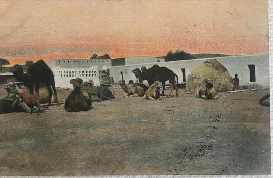 PC STR 1.5 GSWA postcard of camels riders of the Schutztruppe /  DSWA Postkarte der Kamelreiter der Schutztruppe