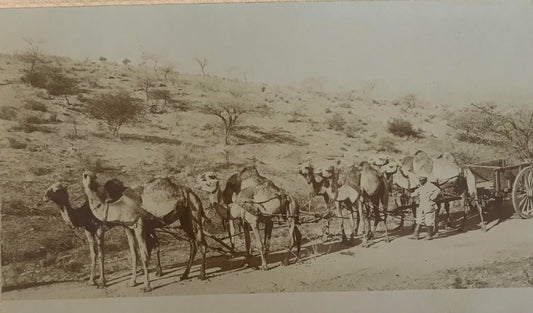 PC STR 2.1 GSWA postcard of camels riders of the Schutztruppe 1910 / DSWA Postkarte der Kamelreiter der Schutztruppe