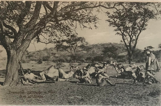 PC STR 2.2. GSWA postcard of camels riders of the Schutztruppe / DSWA Postkarte der Kamelreiter der Schutztruppe