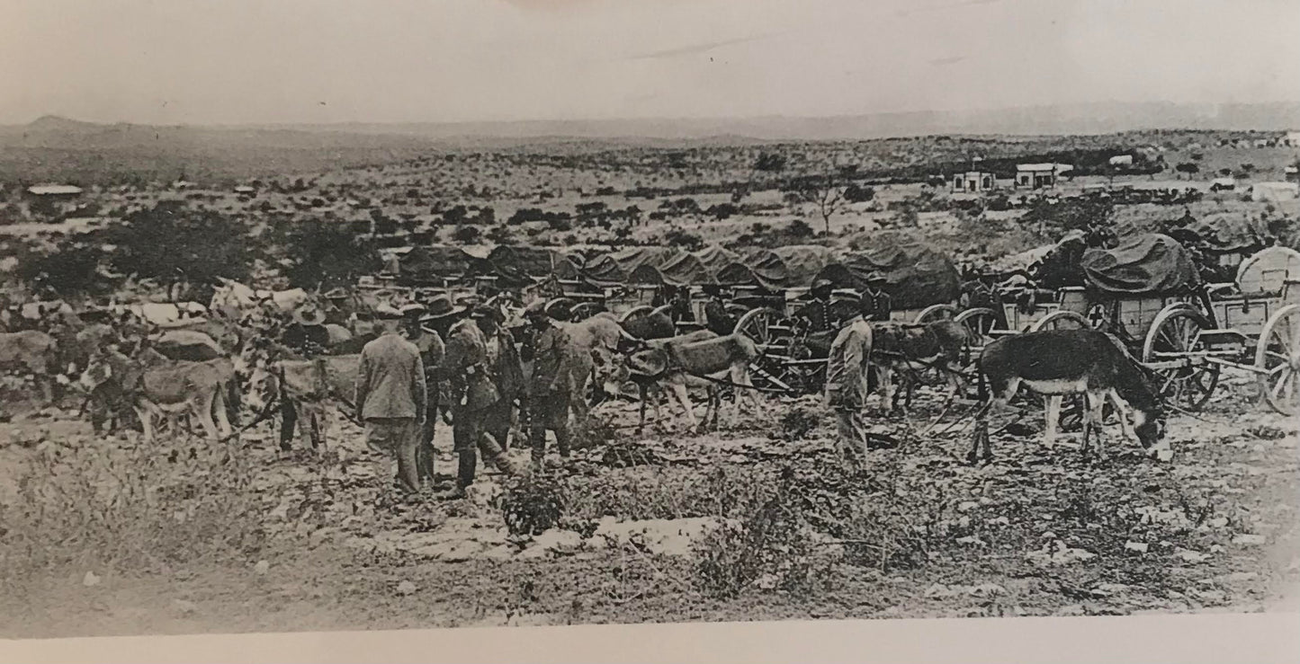 PC STR 2.6. GSWA photo - Donkies of the Schutztruppe resting / DSWA Foto - Pferde der Schutztruppe rasten