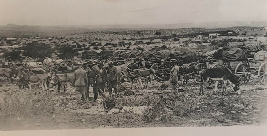 PC STR 2.6. GSWA photo - Donkies of the Schutztruppe resting / DSWA Foto - Pferde der Schutztruppe rasten