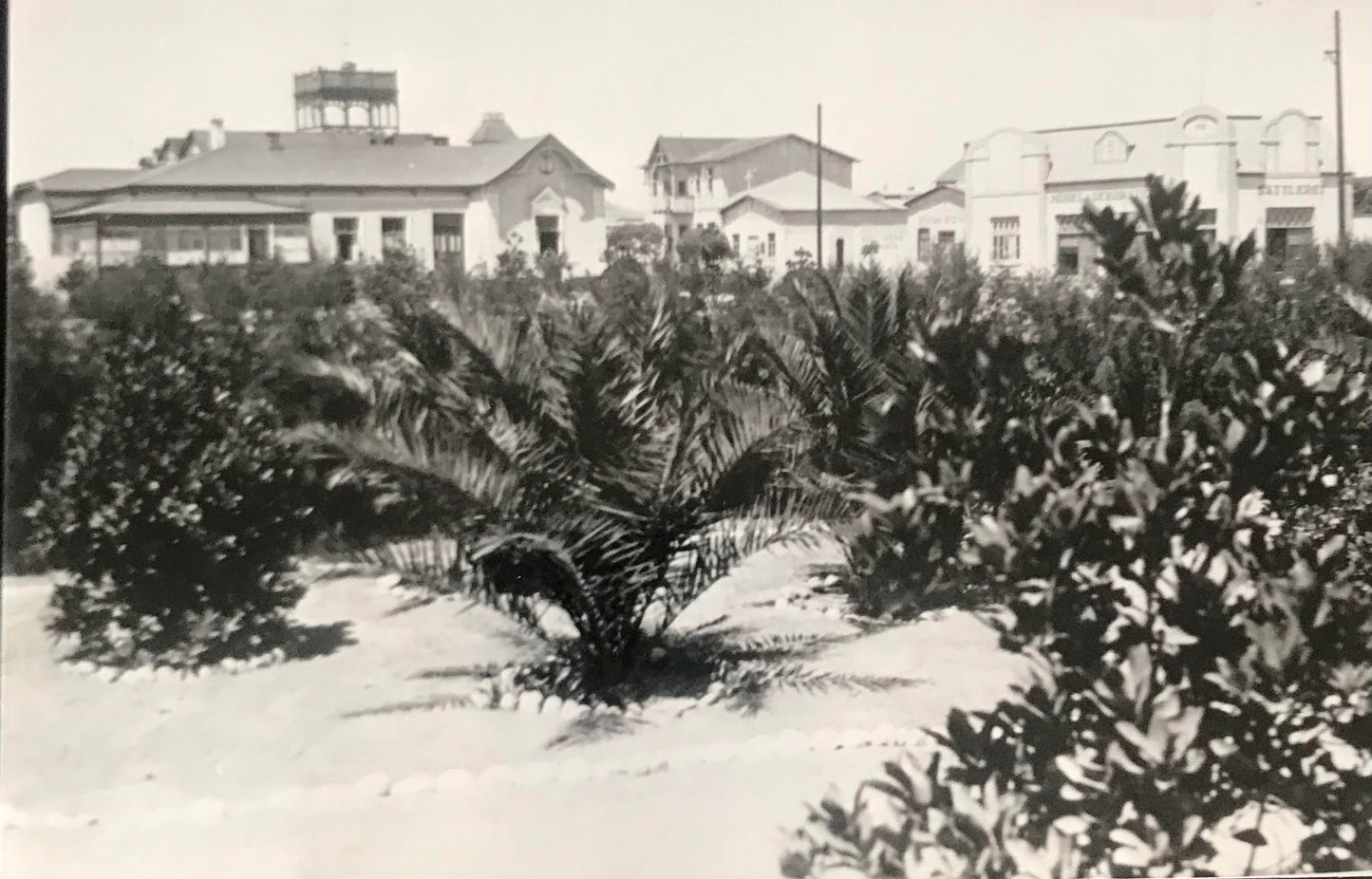 PC SWK 1.4. DSWA Foto der Swakopmunder Gärten / GSWA photo of the Swakopmund Gardens, reprint