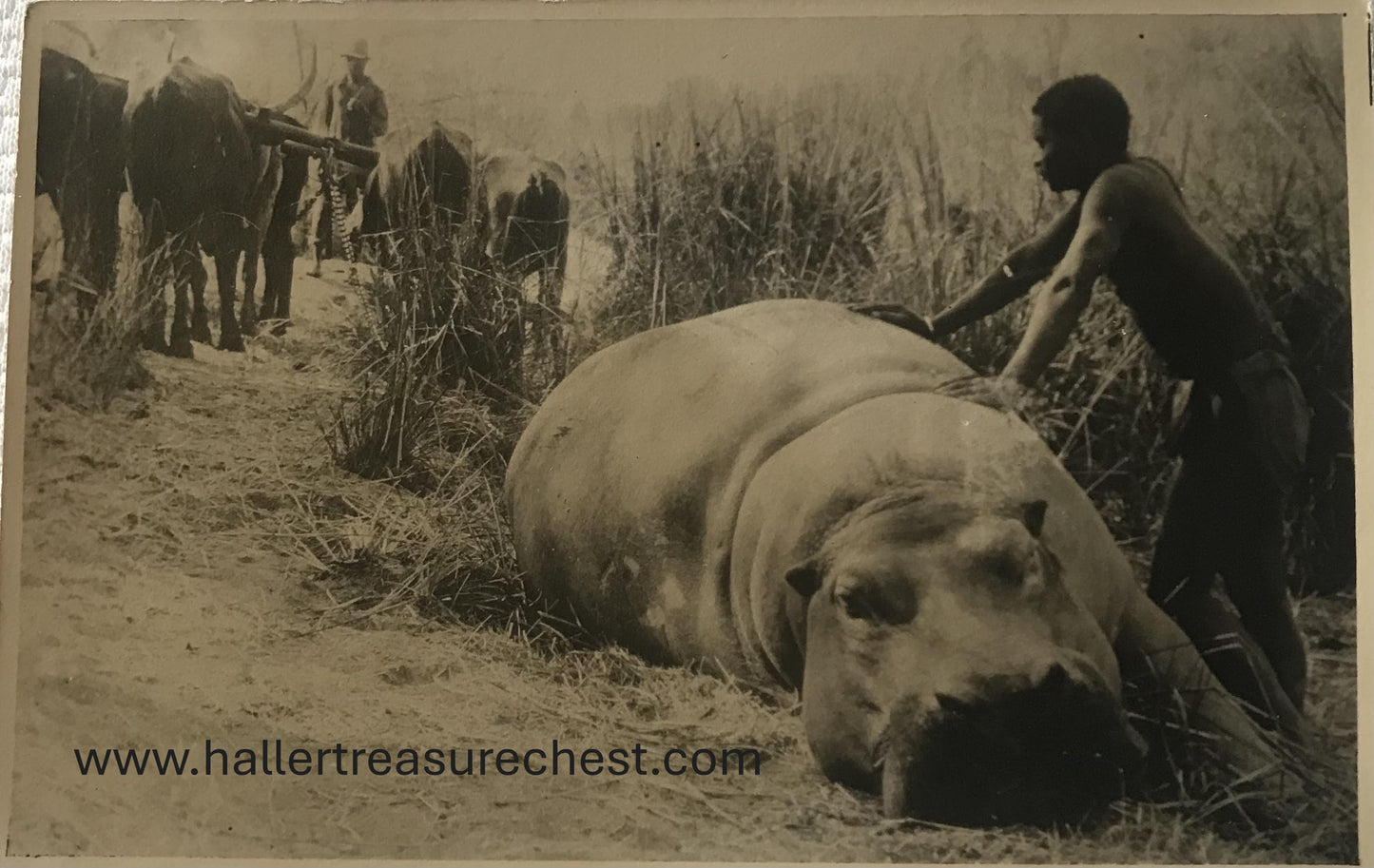 PC Tribes 11.2. DSWA Postkarte - Flusspferdjagd Im Owamboland / GSWA Postcard, Hippo hunt in Owamboland