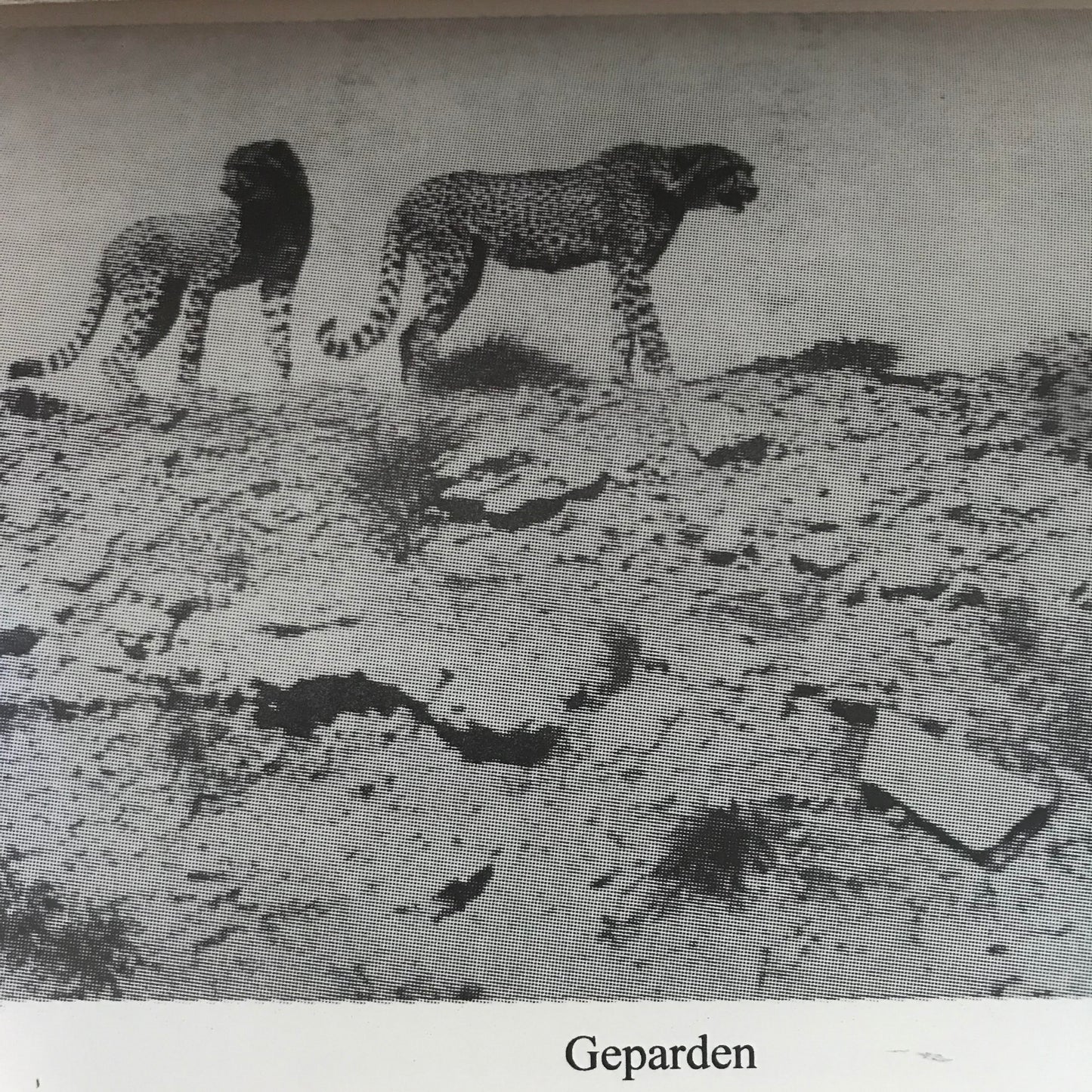 Book 2.29 - DSWA - Was Afrika mir gab und nahm, 2.Neuauflage, 1997 / What Africa gave me and took away