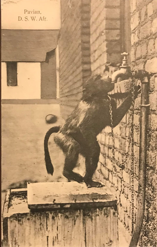 PC0009 - GSWA postcard - baboon drinking water / GSWA Postkarte -  Pavian drinkt Wasser - F.Nink Wibdhuk
