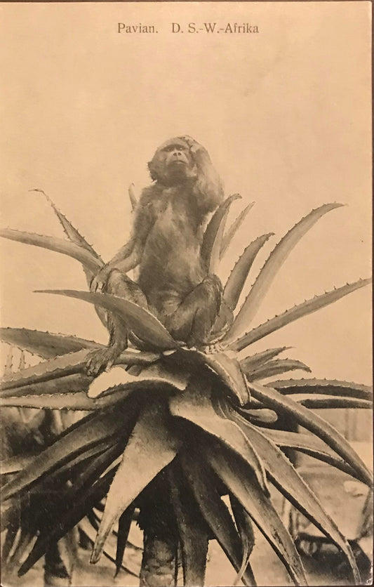 PC0010 - GSWA postcard - Baboon on Aloe plant - GSWA Postkarte - Pavian auf Aloenpflanzen - F.Nink