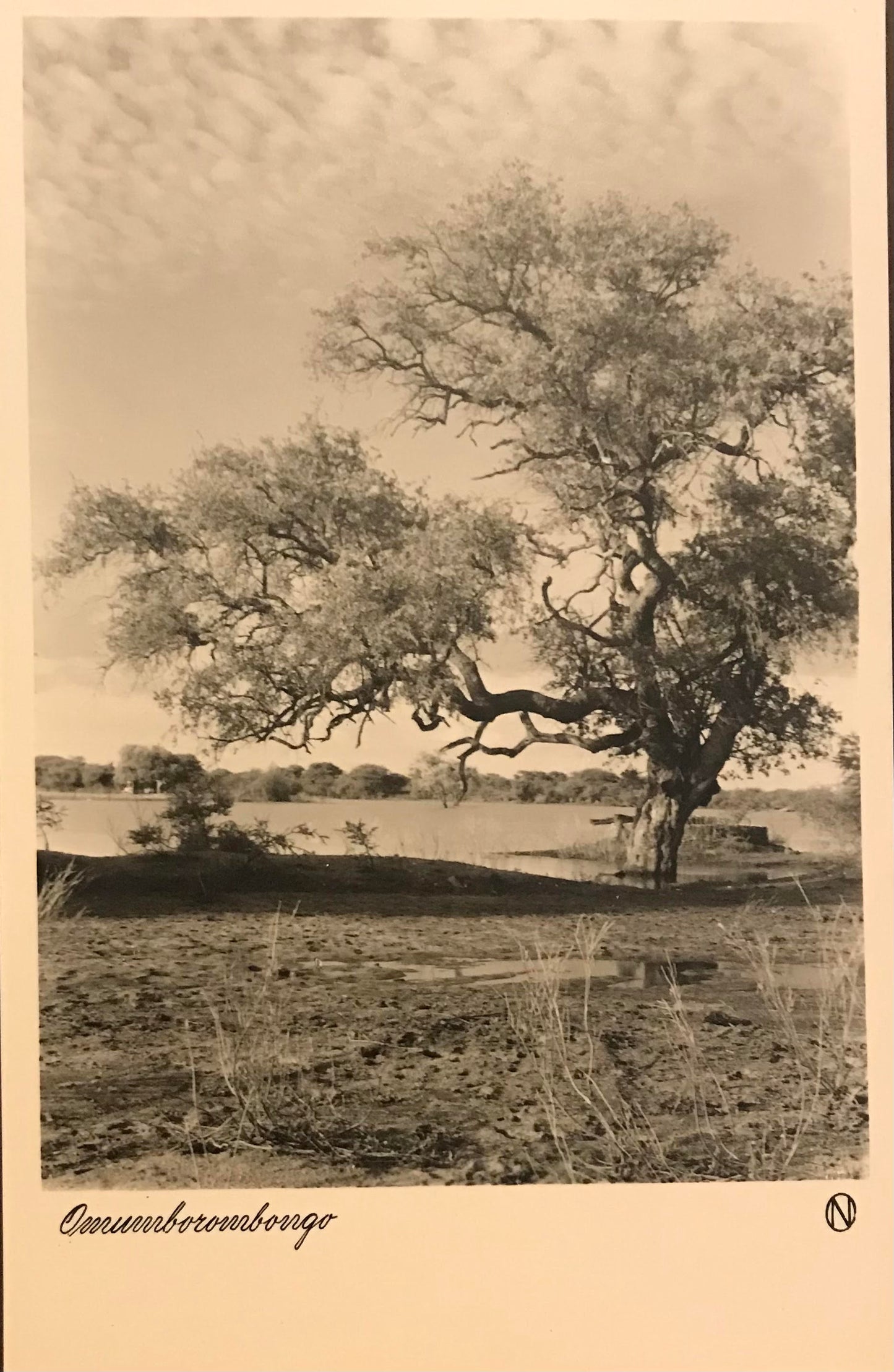 PC0030 - SWA postcard of large tree / SWA-Postkarte mit großem Baum