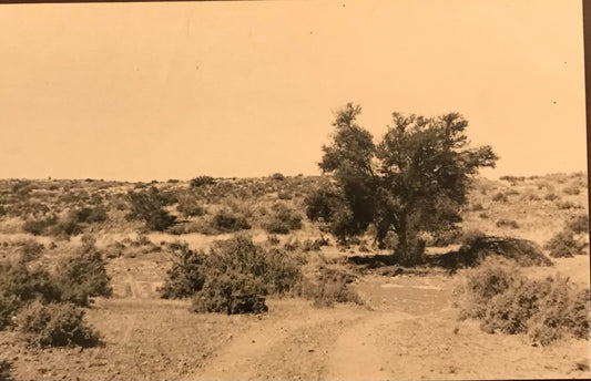 PC0038 - SWA postcard - farm at Aus area /  SWA Postkarte - Farm bei Aus