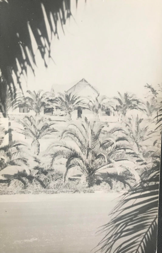 PC0105 - Swakopmund with palm trees - 1950's / Swakopmund im Palmenmeer - 1950er