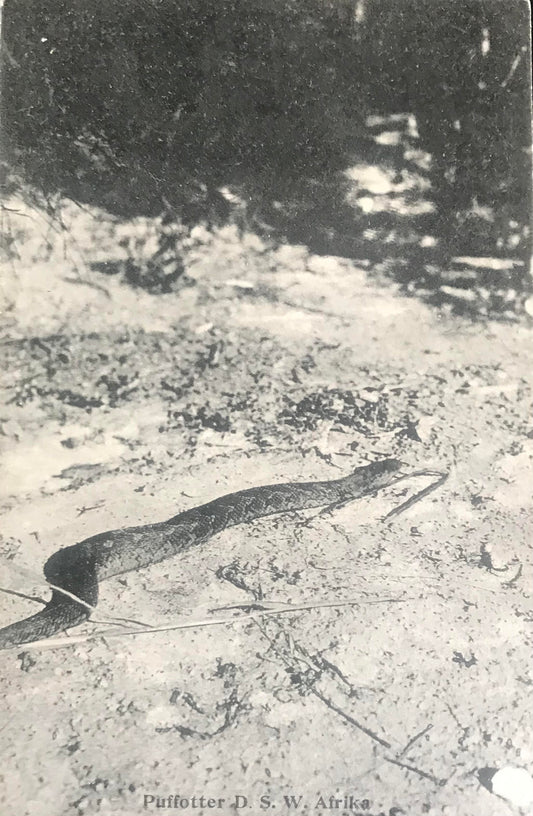 PC0114 - DSWA - Puffotterschlange - F.Nink Sammlung / GSWA - Puffadder snake - F.Nink collection