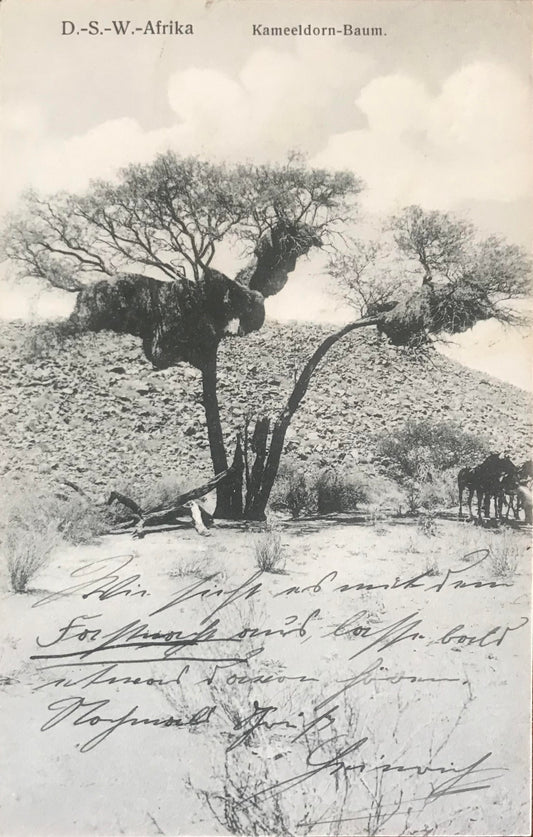 PC0119 - DSWA -Kameldornbaum / GSWA - Camelthorn Tree -J.C.Hubrich collection