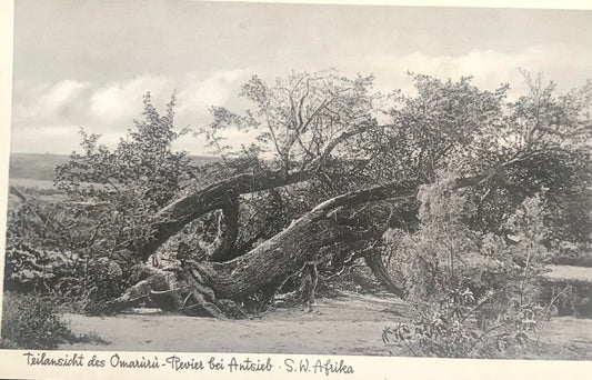 PC0122 - SWA - Teilansicht des Omaruru-Reviers bei Antsieb / SWA - Partial view of Omaruru river at Antsieb - N.Wintz collection