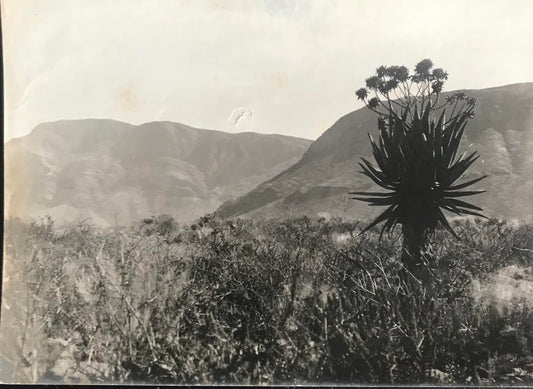 PC0139 - SWA - Aloes at Naukluft's mountains - 1930's  / SWA - Aloen bei Nauklufter Bergen - 1930er