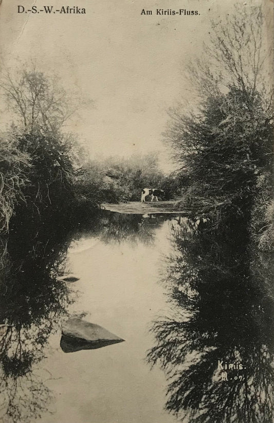PC0164 DSWA Postkarte - Kuh am Kiriis-Fluss /  GSWA Postcard - Cow at the Kiriis river
