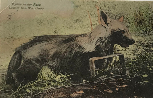 PC0171  - DSWA Postkarte - Hyäne, 1913 /  GSWA postcard - hyena, 1913