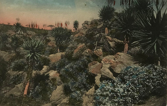 PC0175 - DSWA Postkarte - Blühende Aloen / GSWA postcard - flowering Aloes