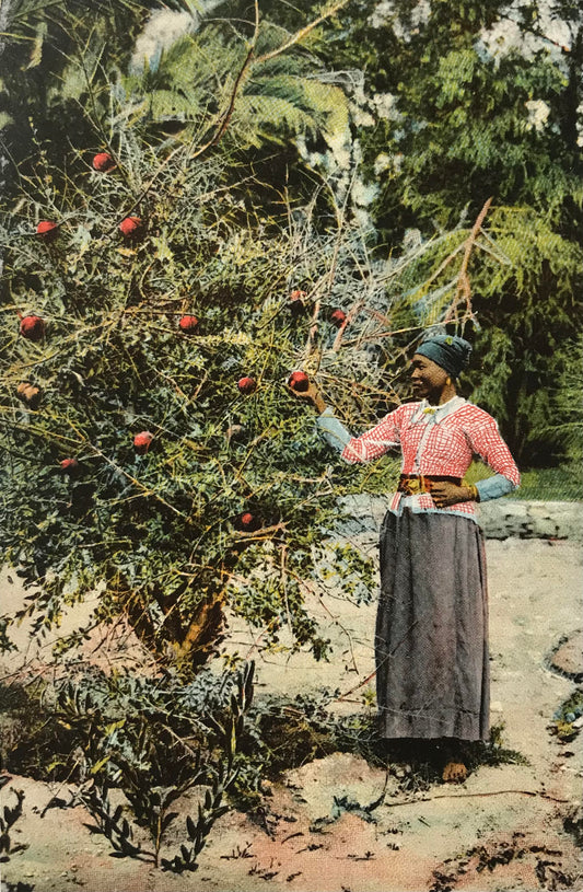 PC0196 - DSWA Postkarte - Granat - und Paradiesäpfel im Regierungsgarten Windhuk / GSWA postcard - Governmentsgarden Windhuk