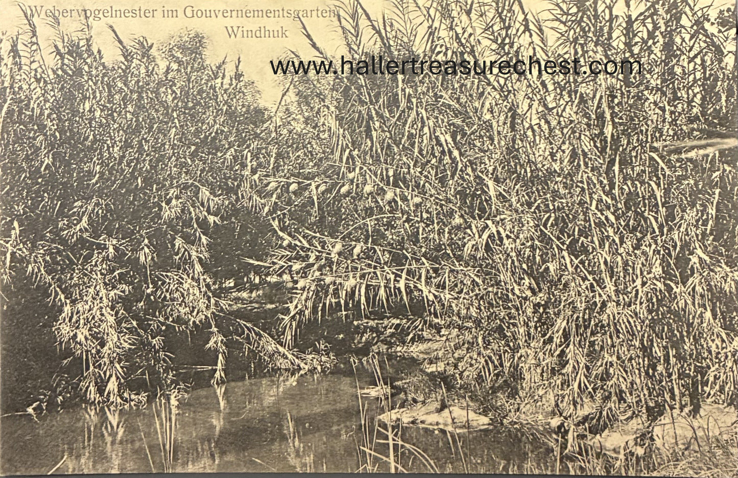 PC A 003.2 DSWA - Vogelnester im Garten der Deutschen Schutztruppe in Windhuk / GSWA - bird nests in a garden in Windhuk