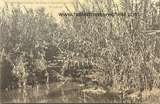PC A 003.2 DSWA - Vogelnester im Garten der Deutschen Schutztruppe in Windhuk / GSWA - bird nests in a garden in Windhuk