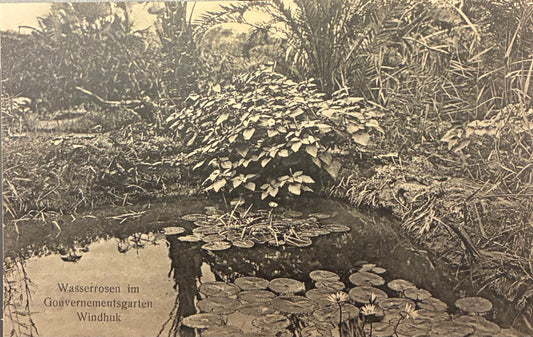 PC A 003.3. DSWA - Wasserrosen im Garten der Deutschen Schutztruppe in Windhuk / GSWA - water roses in a garden in Windhuk