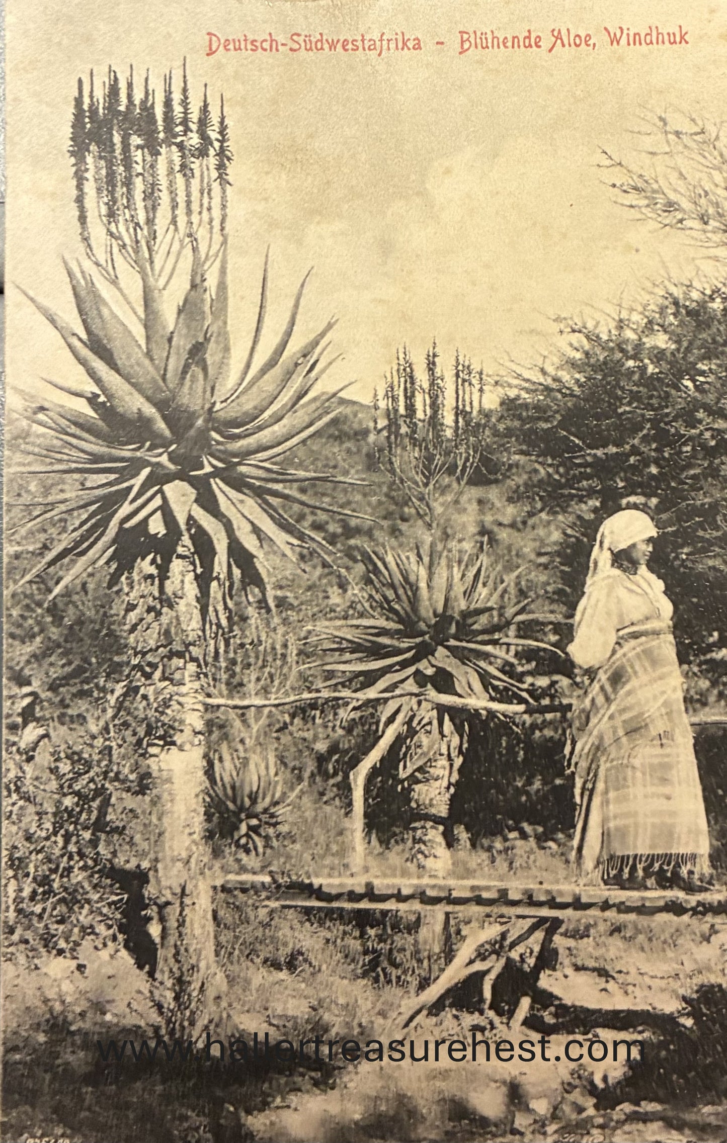 PC A 003.4. DSWA - Blühende Aloes in Windhuk / GSWA - Aloes in a garden in Windhuk