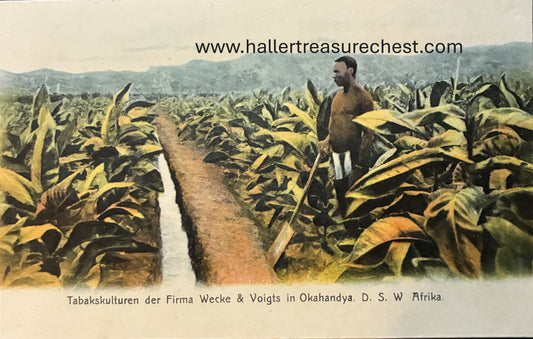 PC Nord-Süd 11.1. DSWA - Tabakskulturen in Okahandja / GSWA - tabacco farms in Okahandja
