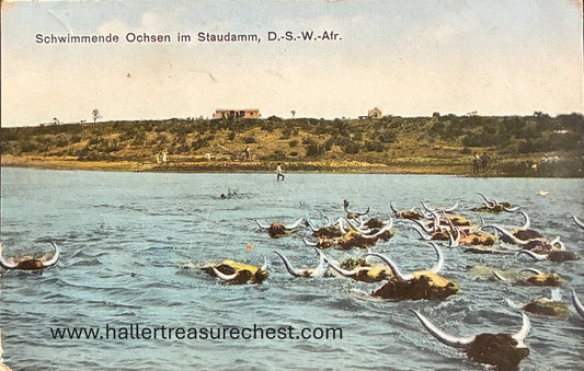 PC Nord-Süd 12.6 DSWA - Schwimmende Ochsen im Staudamm / GSWA - Oxen swimming in the reservoir