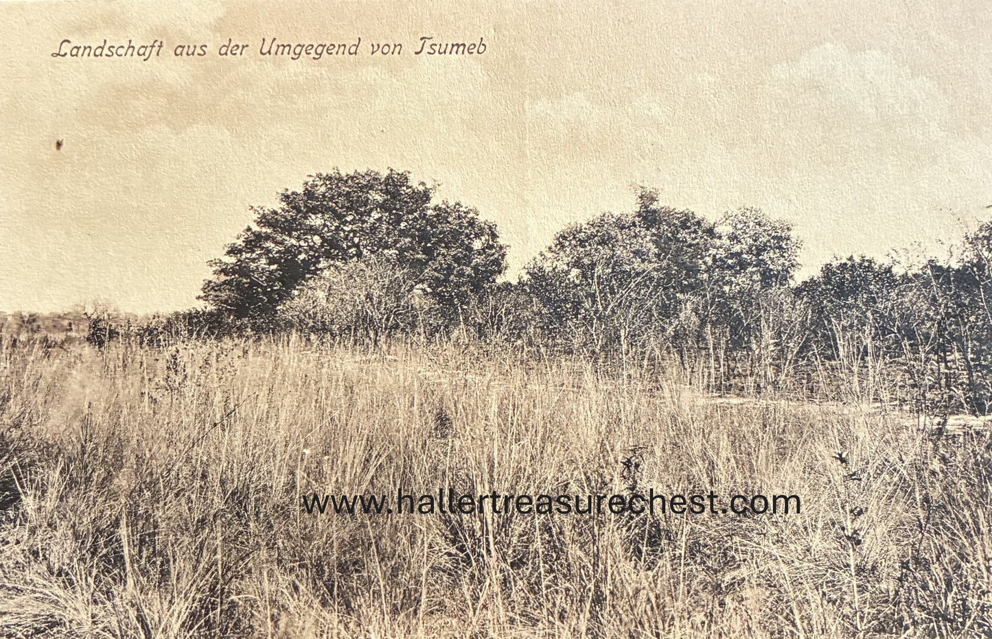 PC Nord-Süd 19.1. Landschaft aus der Umgegend von Tsumeb / GSWA - field close to Tsumeb