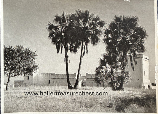 PC Nord-Süd 19.3. SWA Foto - Palmen bei Fort Namatoni / SWA photo - palm trees at Fort Namatoni