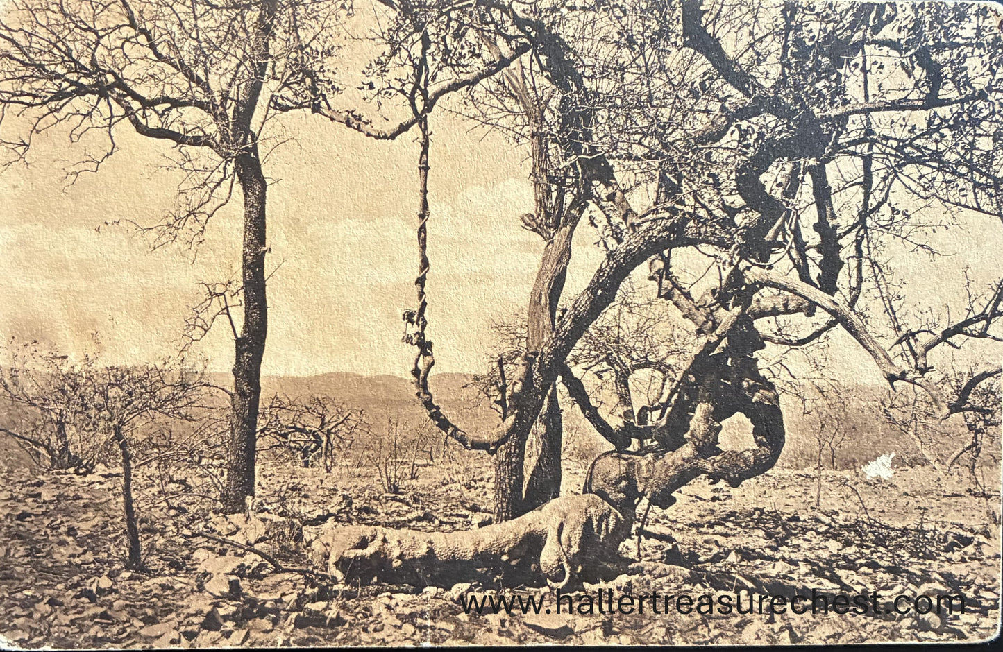 PC Nord-Süd 19.4. DSWA - Tambutti Baum mit Liane, Tsumeb / GSWA - Tamboti tree, Tsumeb