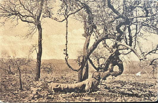 PC Nord-Süd 19.4. DSWA - Tambutti Baum mit Liane, Tsumeb / GSWA - Tamboti tree, Tsumeb