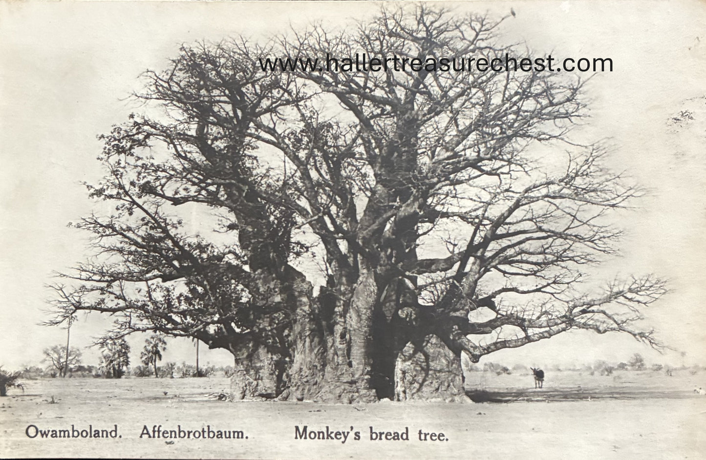 PC Nord-Süd 19.5. DSWA - Affenbrotbaum, Owamboland / GSWA - Monkey's bread tree, Owamboland